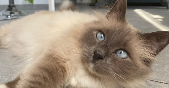 lina pet sitter à Chatillon 92320_5