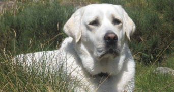 jade pet sitter à ST CLAR DE RIVIERE 31600_4