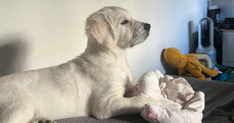 Diane pet sitter à AUBERVILLIERS 93300_3