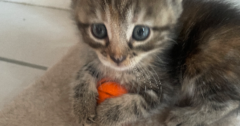 marie pet sitter à CASTILLON D ARTHEZ 64370_5