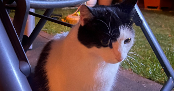 céline pet sitter à GUYANCOURT 78280_2