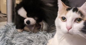 frederic pet sitter à Mulhouse 68100_6