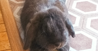 melanie pet sitter à REZE 44400_1