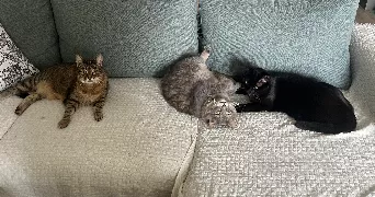 chloé pet sitter à ST MEMMIE 51470