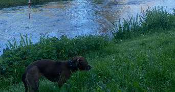 lorentzia pet sitter à EVRY COURCOURONNES 91000_7
