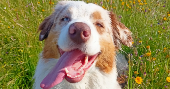 delphine pet sitter à ST ANDRE DES EAUX 44117_2