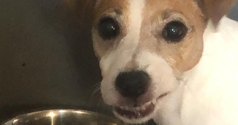 christelle pet sitter à AIX EN PROVENCE 13100_2