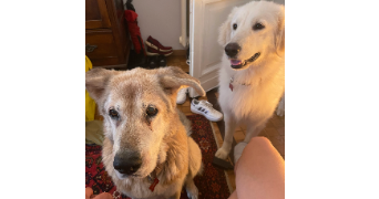 yukari pet sitter à PARIS 11 75011_3