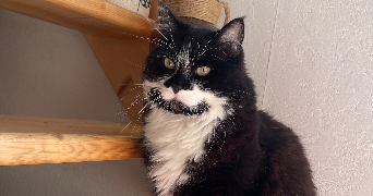 héloise pet sitter à AIZENAY 85190_3