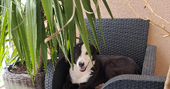 marjorie pet sitter à LYON 08 69008_8