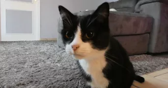 pauline pet sitter à Laventie 62840