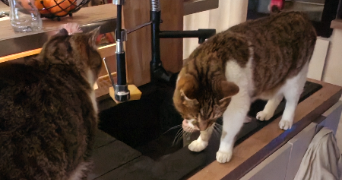 virginie pet sitter à VIAS 34450_3