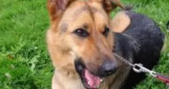 agathe pet sitter à VERSAILLES 78000