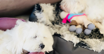 sandrine pet sitter à GRIESHEIM PRES MOLSHEIM 67870_3