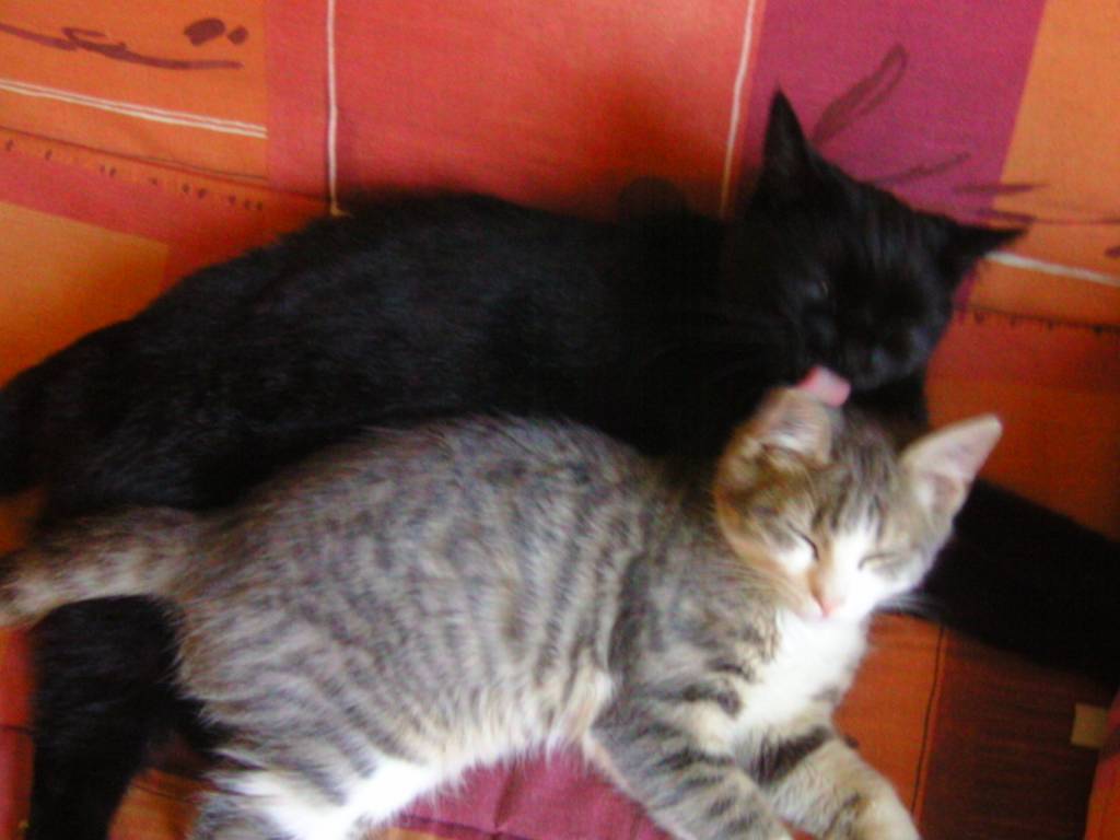 margot pet sitter à Saint Gilles 30800_2