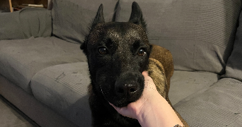 alison pet sitter à ST CYR 07430_6