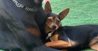 joana pet sitter à ST OUEN L AUMONE 95310_4