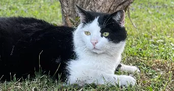 mylène pet sitter à Florimont 90100