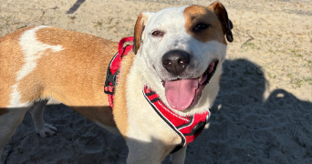 alicia pet sitter à ROSENAU 68128_2