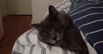 sylvie pet sitter à VERNAISON 69390