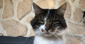 jade pet sitter à Belfort 90000_6