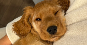 lila-may pet sitter à PARIS 15 75015_1