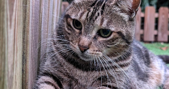 manon pet sitter à GUJAN MESTRAS 33470_6
