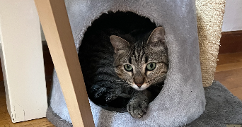 isabelle pet sitter à BRON 69500_3