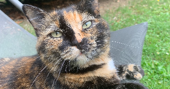 nina pet sitter à CHENNEVIERES SUR MARNE 94430_2