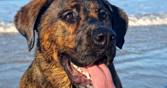 océane pet sitter à TINTENIAC 35190_2