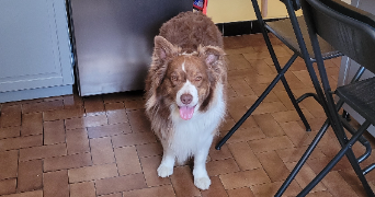 clarisse pet sitter à TOULOUSE 31000_3