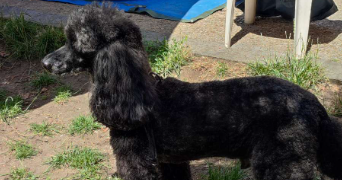 juliana pet sitter à ST ETIENNE DU ROUVRAY 76800_5