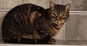 sandrine  pet sitter à GREZIEU LA VARENNE 69290_8