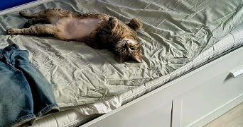 pascale pet sitter à VILLEURBANNE 69100_9