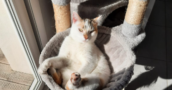 johan pet sitter à DARNETAL 76160_1