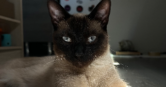 chloé pet sitter à LILLE 59000_3
