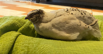 ameline pet sitter à Angers 49100_6