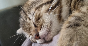 korkmaz pet sitter à STRASBOURG 67000_5