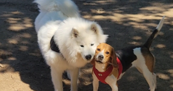 clodagh  pet sitter à TOURBES 34120_5