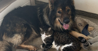 lea pet sitter à CURIENNE 73190_4