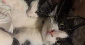 delphine pet sitter à ST DIZIER 52100_2