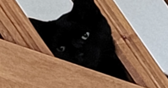 séphora pet sitter à CAULNES 22350_4