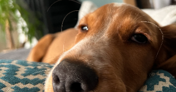 méïssane pet sitter à PARIS 15 75015_2