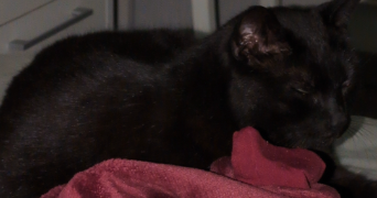 lise pet sitter à ST NICOLAS DE PORT 54210_3