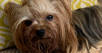 ariane dog sitter à PUYLOUBIER 13114_6