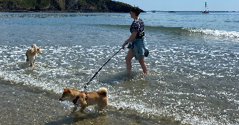 AMELIE pet sitter à Plogonnec 29180