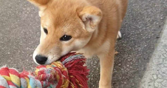 lisa pet sitter à MIRECOURT 88500_4