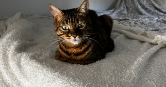 lywenn pet sitter à ROUEN 76000_2