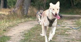 typhaine pet sitter à GENNES LONGUEFUYE 53200_4