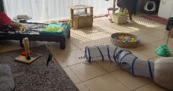 stéphanie pet sitter à LAUWIN PLANQUE 59553_4